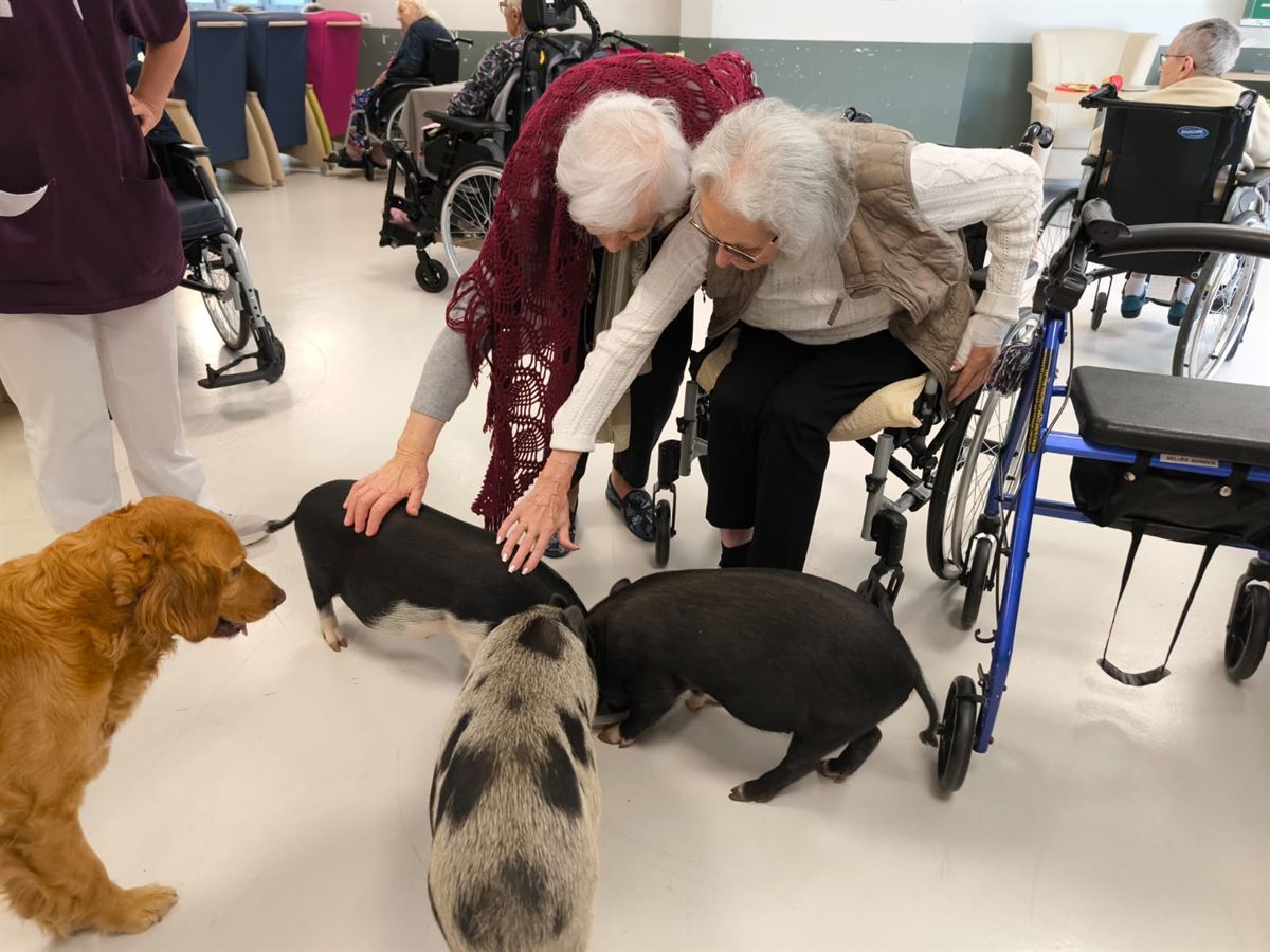 Séance de médiation animale en EHPAD : deux résidentes caressent des mini-cochons, un chien blond à côté